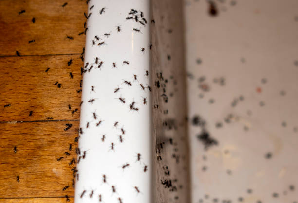 Best Local Pest Control Services  in Pine Ridge At Crestwood, NJ